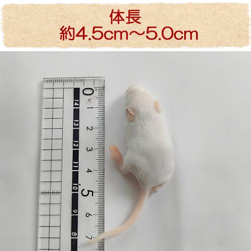 冷凍マウス 国産冷凍マウスホッパー10匹の販売情報イメージ4